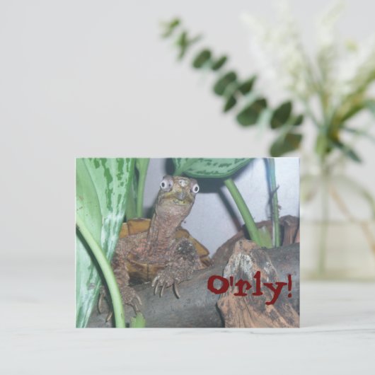 o' rly, O'rly! Briefkaart (Staand voorkant)