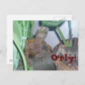 o&apos; rly, O'rly! Briefkaart (Voorkant / Achterkant)