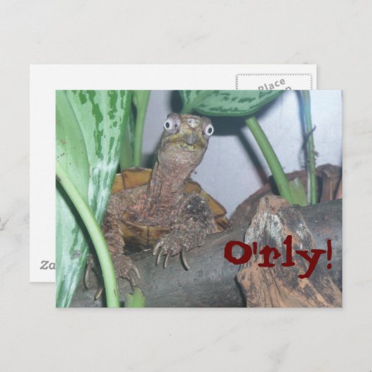 o&apos; rly, O'rly! Briefkaart (Voorkant / Achterkant)