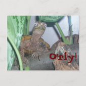 o&apos; rly, O'rly! Briefkaart (Voorkant)