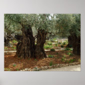 O jardim do Getsêmani em Jerusalem, a Cidade Santa Poster (Voorkant)