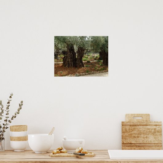 O jardim do Getsêmani em Jerusalem, a Cidade Santa Poster (Keuken)