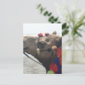 O man! Muscat Briefkaart (Staand voorkant)