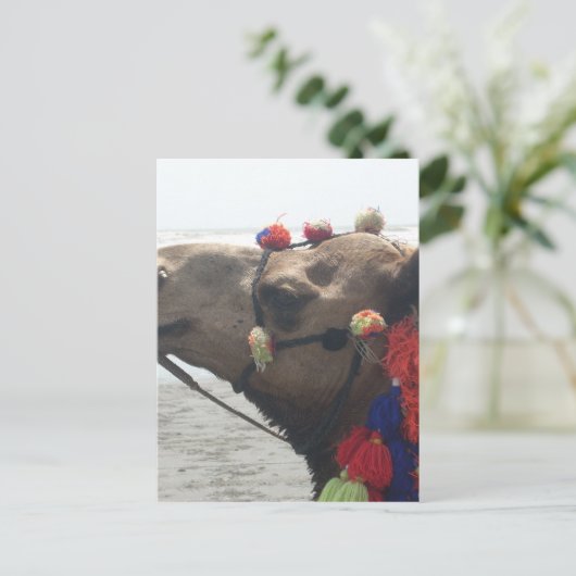 O man! Muscat Briefkaart (Staand voorkant)