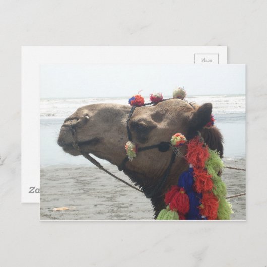 O man! Muscateldruif Briefkaart (Voorkant / Achterkant)