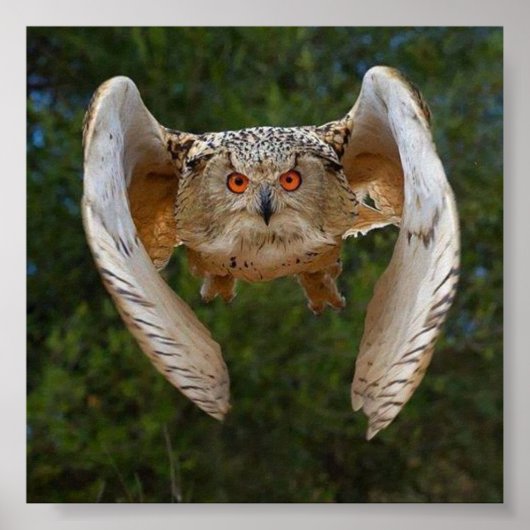 O Voo do Mocho Poster (Voorkant)