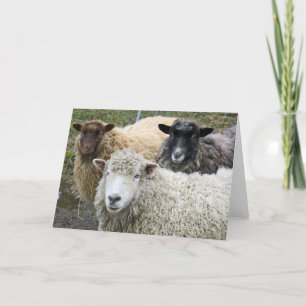 O wij houden van Schapen Kaart