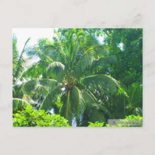 OAHU,HAWAII #17 BRIEFKAART