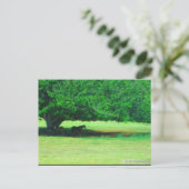 OAHU,HAWAII #19 BRIEFKAART (Staand voorkant)