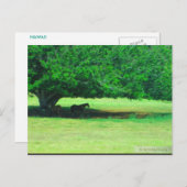 OAHU,HAWAII #19 BRIEFKAART (Voorkant / Achterkant)