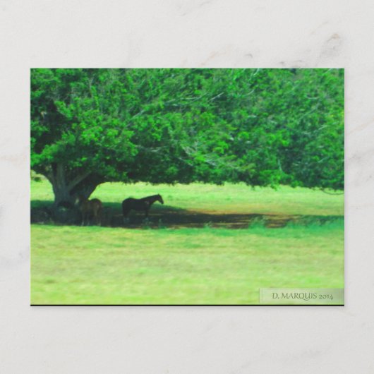 OAHU,HAWAII #19 BRIEFKAART (Voorkant)