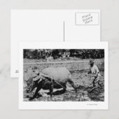 Oahu, Hawaii - Een waterbuffel en boerenkoeling Briefkaart (Voorkant / Achterkant)