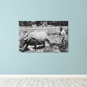 Oahu, Hawaii - Een waterbuffel en boerenkoeling Canvas Afdruk (Insitu (Houten vloer))