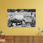 Oahu, Hawaii - Een waterbuffel en boerenkoeling Canvas Afdruk (Insitu (Woonkamer))