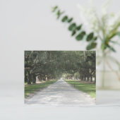 Oak Alley at Boone Hall, Charleston SC Postcard Briefkaart (Staand voorkant)
