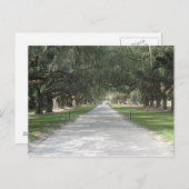 Oak Alley at Boone Hall, Charleston SC Postcard Briefkaart (Voorkant / Achterkant)