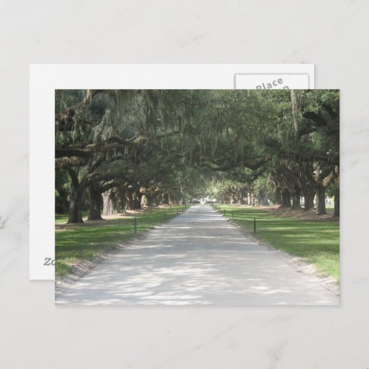 Oak Alley at Boone Hall, Charleston SC Postcard Briefkaart (Voorkant / Achterkant)
