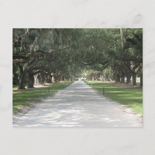 Oak Alley at Boone Hall, Charleston SC Postcard Briefkaart (Voorkant)