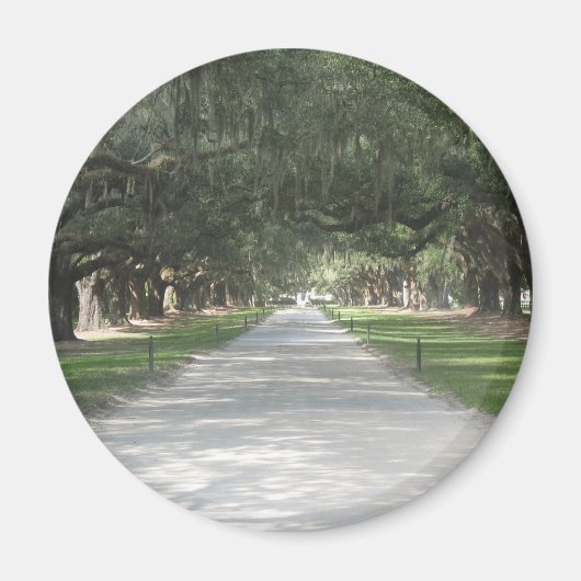 Oak Alley in Boone Hall, Charleston SC Magnet (Voorkant)