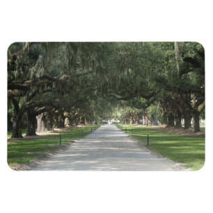 Oak Alley in Boone Hall, Charleston SC Magnet Magneet
