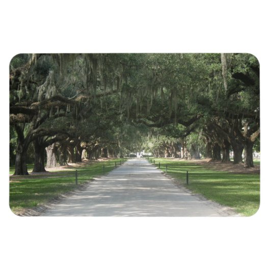 Oak Alley in Boone Hall, Charleston SC Magnet Magneet (Horizontaal)