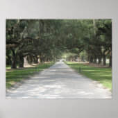 Oak Alley in Boone Hall, Charleston SC Poster (Voorkant)