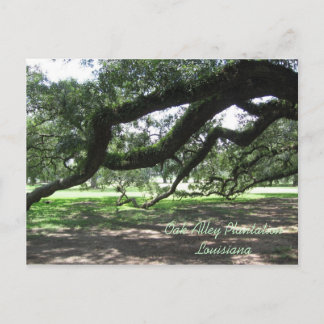 Oak Alley-Live oak-boomtakken, Oak Alley Pla... Briefkaart