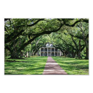 Oak Alley Plantation Foto Afdruk
