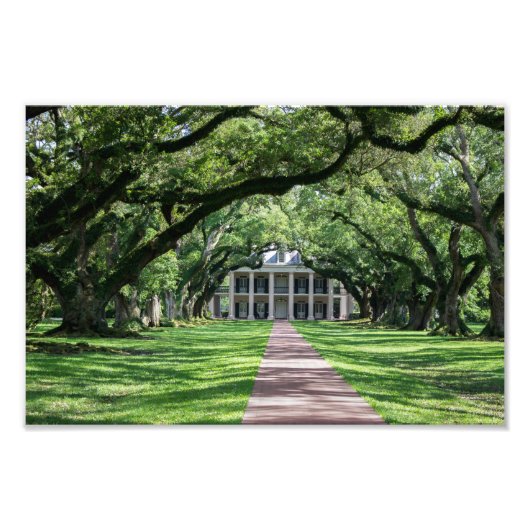 Oak Alley Plantation Foto Afdruk (Voorkant)