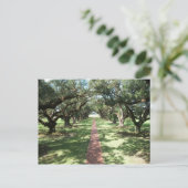 Oak Alley Plantway Briefkaart (Staand voorkant)