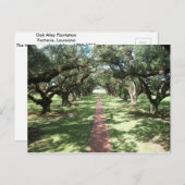 Oak Alley Plantway Briefkaart (Voorkant / Achterkant)