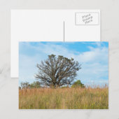 Oak-boom en Tall Grass Prairie Briefkaart (Voorkant / Achterkant)