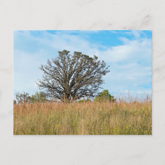 Oak-boom en Tall Grass Prairie Briefkaart (Voorkant)