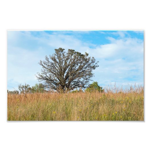 Oak-boom en Tall Grass Prairie Foto Afdruk (Voorkant)
