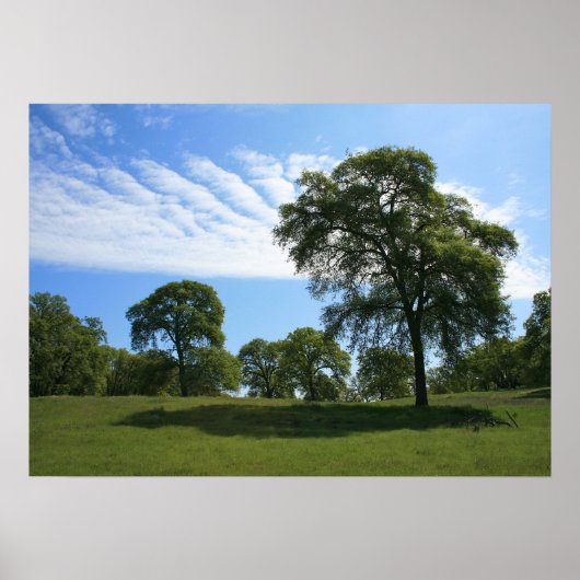 Oak Boom en weide Landscape Foto Poster (Voorkant)