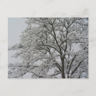 Oak-boom in het sneeuwBriefkaart Briefkaart