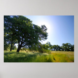 Oak-boom in Meadow, lente Poster