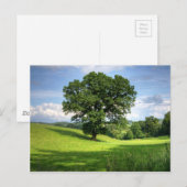 Oak-boomgroen zomermooie omgeving briefkaart (Voorkant / Achterkant)