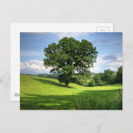 Oak-boomgroen zomermooie omgeving briefkaart (Voorkant / Achterkant)