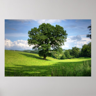 Oak-boomgroen zomermooie omgeving poster