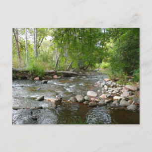 Oak Creek en Mallard Ducks Natuur Fotografie Briefkaart