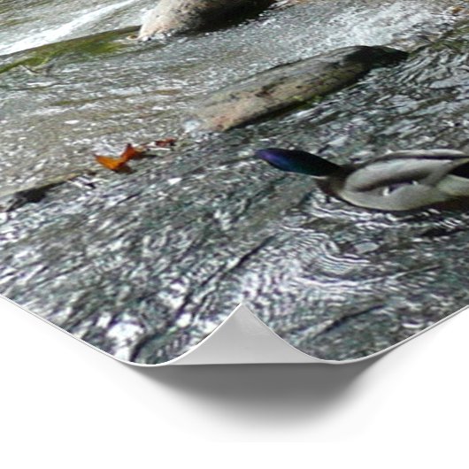 Oak Creek en Mallard Ducks Natuur Fotografie Poster (Hoek)