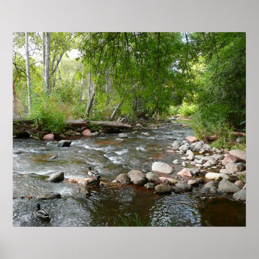 Oak Creek en Mallard Ducks Natuur Fotografie Poster (Voorkant)