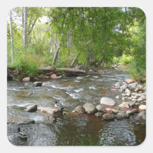 Oak Creek en Mallard Ducks Natuur Fotografie Vierkante Sticker