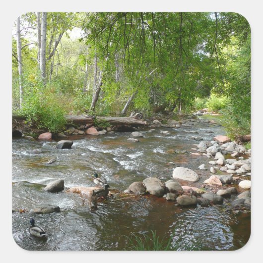 Oak Creek en Mallard Ducks Natuur Fotografie Vierkante Sticker (Voorkant)