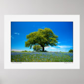 Oak en Bluebonnets - Texas Poster (Voorkant)