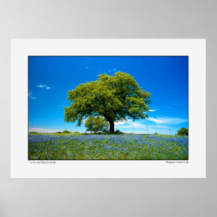 Oak en Bluebonnets - Texas Poster