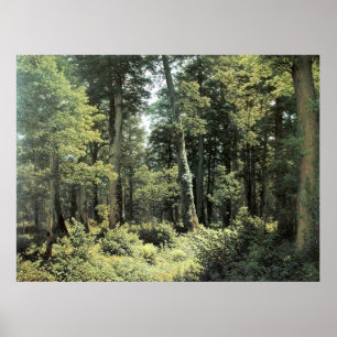Oak Forest   Landschapsolie Poster