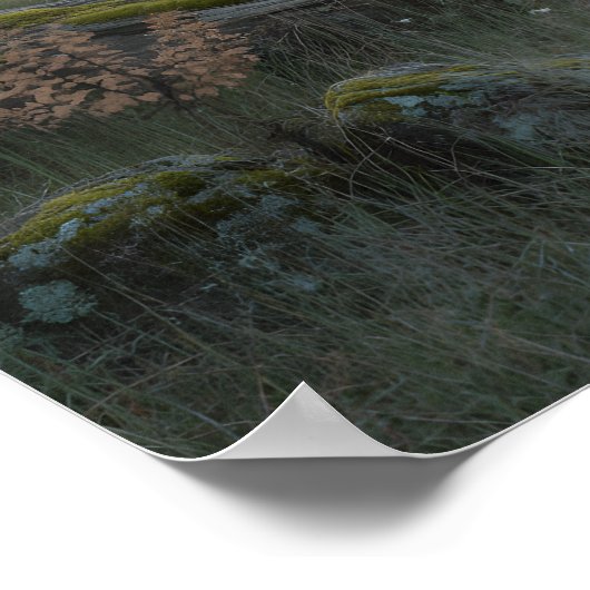 Oak Gateway Poster (Hoek)