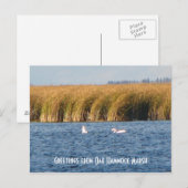 Oak Hammock Marsh Briefkaart (Voorkant / Achterkant)